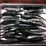 いわしとひらめ