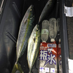 ワラサ頂きました♪