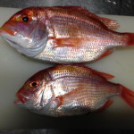 レンコ鯛を頂きました。