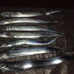 タチウオ、夜釣り