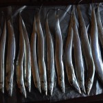 本年最後のタチウオ釣り