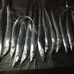 今年初のタチウオ夜釣りに