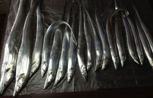 タチウオ20160317