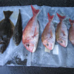 真鯛頂きました