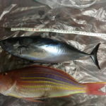 今日の釣り、惨敗