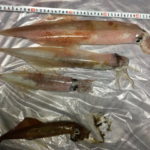 2回目、ヤリイカ釣り