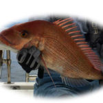 今年初の真鯛釣り