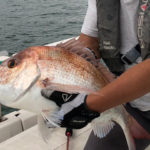 初めての鯛ラバ、鯛