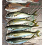 お魚頂きました