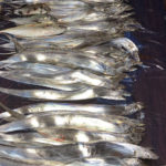 令和初、タチウオ夜釣り