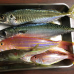 10月9日 五目釣り