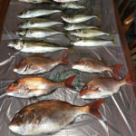 真鯛ののっこみ、2020/4/4