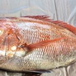 2021年4月20日　2回目の真鯛釣り