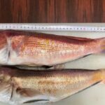 2024年04月13日 真鯛釣り、シロアマダイ釣れた